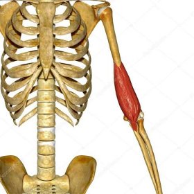 Ruční svaly, anatomie člověka — Stock fotografie