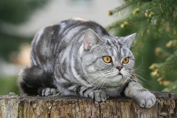 Povaha britské kočky Whiskas - Je velmi nenáročná, klidná a pohodová.