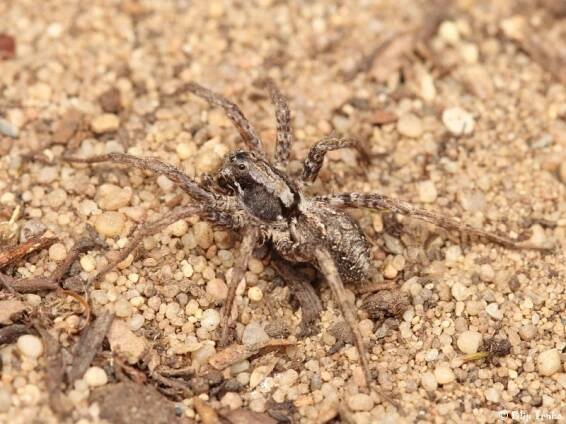 Alopecosa psammophila - slíďák pískomilný | Lycosidae - slíďákovití | Natura Bohemica