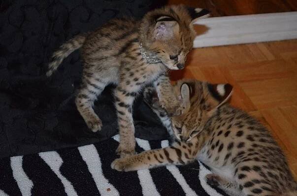 Serval Savannah F1 Carcal koťata na prodej