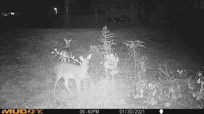 » Deer