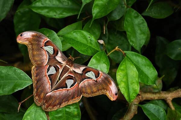 Atlas Moth - Attacus atlas, krásná velká ikonická můra z asijských lesů a lesů, Borneo, Indonésie. — Stock obrázek