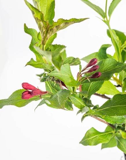 Vajgélie, Weigela Red Prince velikost kontejneru 5 l skladem | ZAZUMi.cz
