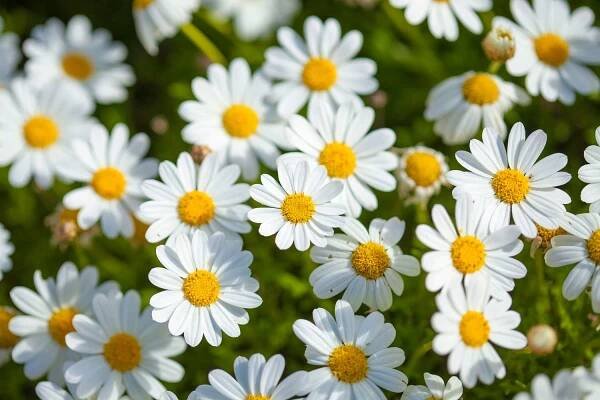 paris daisy flowers