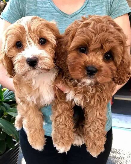 Cavapoo Puppies: Information, Characteristics, Facts, Videos