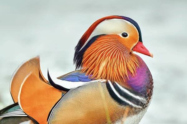 Kachnička mandarinská (Aix galericulata)