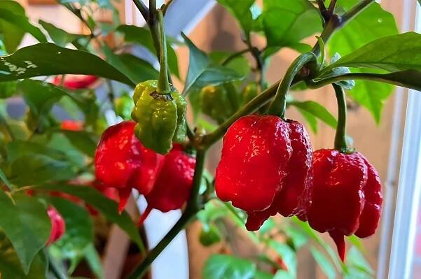 SADA PRO PĚSTOVÁNÍ PAPRIKY CAROLINA REAPER HP22B ČERVENÁ SEMENA NEJOSTŘEJŠÍ Barva květů červený oranžová různobarevný žlutá ostatní barvy