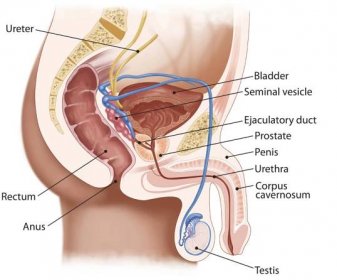 mužský močový systém - semenný váček stock ilustrace
