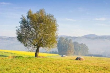 Krajina s osamělý strom v mlze — Stock obrázek