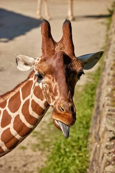Safari park se bude vlnit v rytmu Afriky do středy. Představil Vágnerovy pohádky