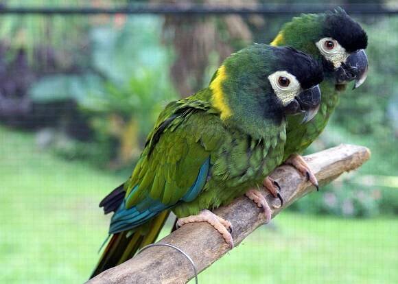 Yellow-Collared Macaw: Bird Species Profile