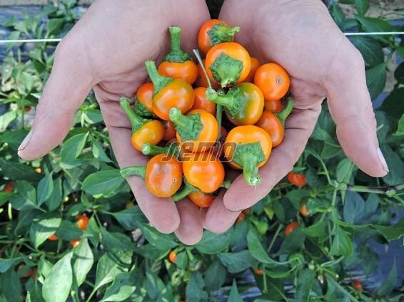 PROFI, Zelenina SEMO - Paprika Orange Koral, p2549
