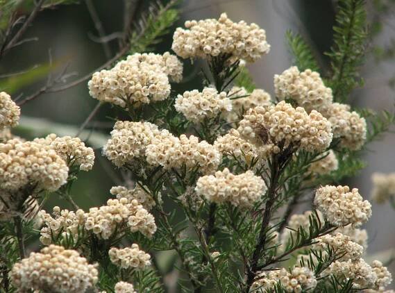 Ozothamnus