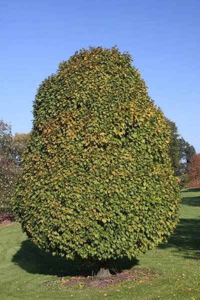 Граб обыкновенный "Фастигиата" (Carpinus betulus Fastigiata)