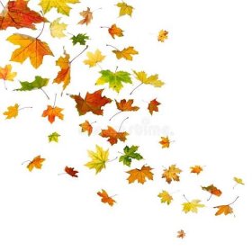 Padajícím listí javor — Stock fotografie