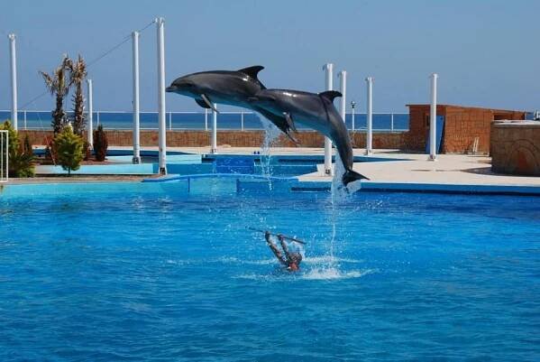 Dolphin Show - Dolphinarium - Turkey Touristic