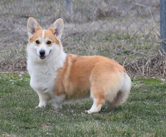 Corgi Puppies for Sale | F&M Corgis 
