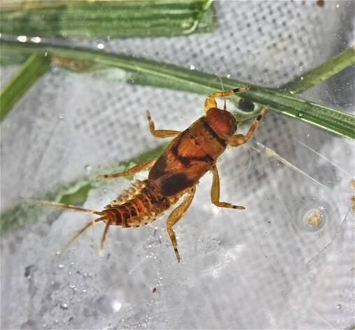 Nymfa Ephemerella invaria