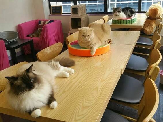 Café de Kitten