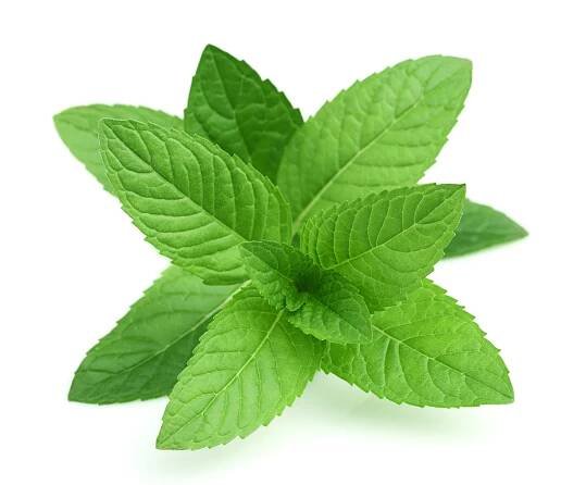 Peppermint Essential Oil - Terra Shaman
