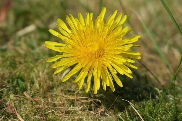 Take Action - Irish Wildlife Trust