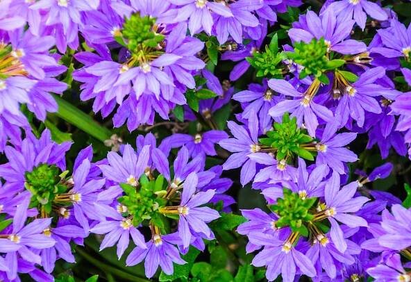Vějířovka nezlomná, skevola (Scaevola aemula)
