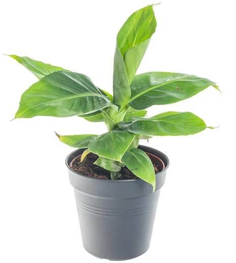 Banánovník zakrslý, Musa dwarf cavendish, průměr květináče 10 - 12 cm