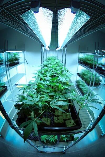 Cannabis, Hemp and the Evergreen Promise of Bankruptcy - Zuber Lawler