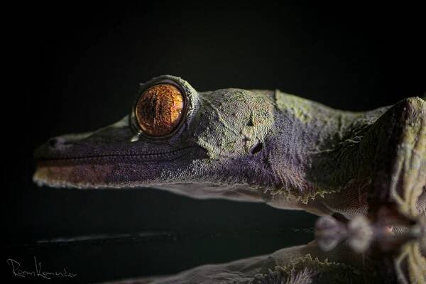 Ploskorep Henkelův (Uroplatus henkeli)