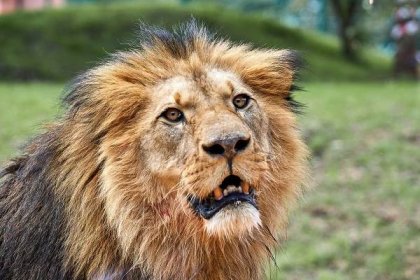 Při řevu krále zvířat tuhne krev žilách. Kde všude v českých zoo lze vidět lva