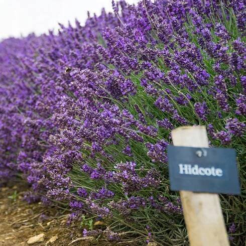 Lavandula Levanduľa úzkolistá HIDCOTE BLUE Nízka Voňavá! Mrazuvzdorná Latinský názov lavandula angustifolia