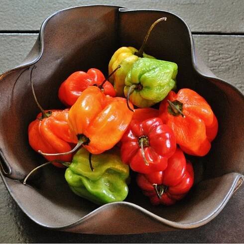 'Jamaican Scotch Bonnet' Pepper Transplant