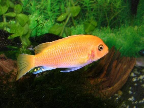 Akvarijní ryby