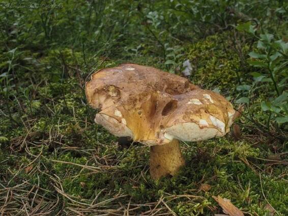 Pozor na záměnu. Hořčáky vypadají jako pravé hřiby, zkazí však smaženici