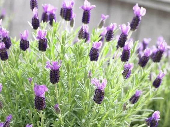 Life is a garden Lavender Lavandula Stoechas Purple 01