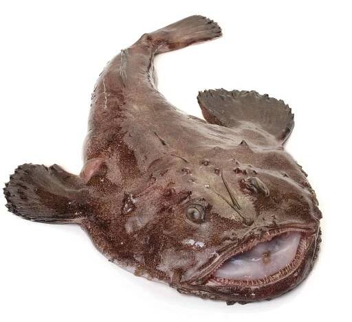 Monkfish