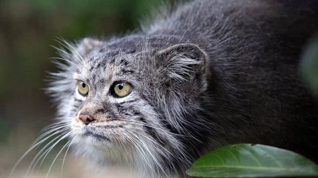 Manul - NEJZLEJŠÍ kočka na světě. Zajímavosti o manulech.