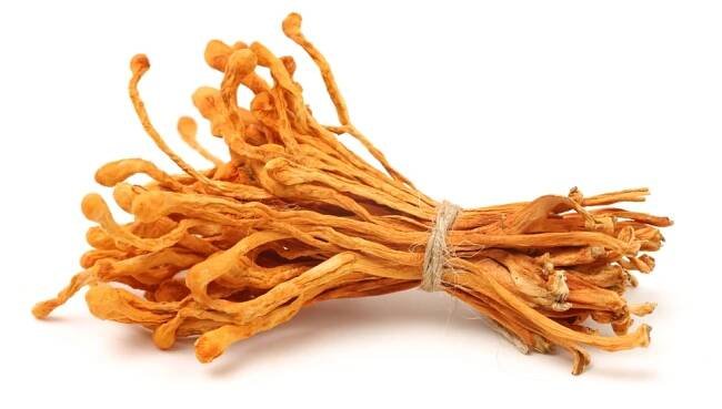 Cordyceps - MycoMedica - vitální houby
