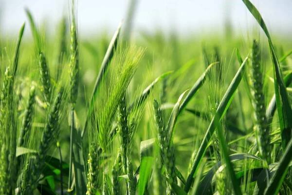 Agriculture bio | SemBio - Semences et Mélanges biologiques