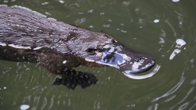 Platypus-like robot skin inspired by scientist’s daughter