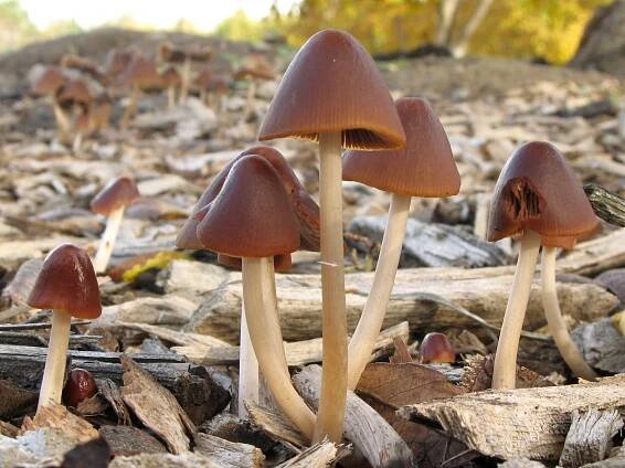 Psathyrella atrospora
