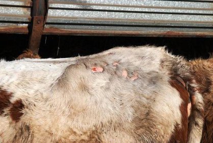 FOTOGALERIE: Krávy u Seče prý v mrazech hladoví