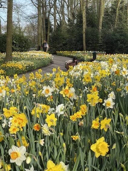 Keukenhof photos: park in bloom - Holland Explorer