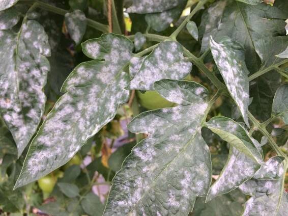 How to Get Rid of Powdery Mildew
