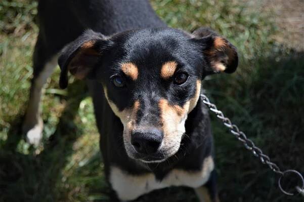 MAJKA z Jimlína - ADOPTOVANÁ - Home4Pets