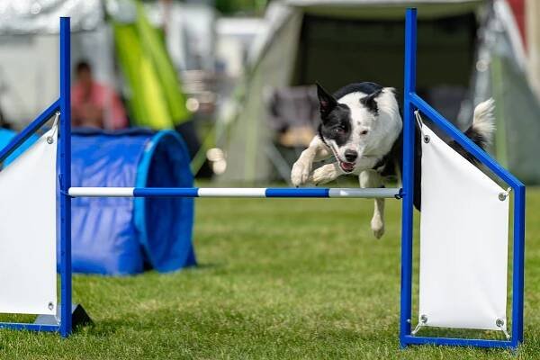 Agility – Reward Based Dog Training
