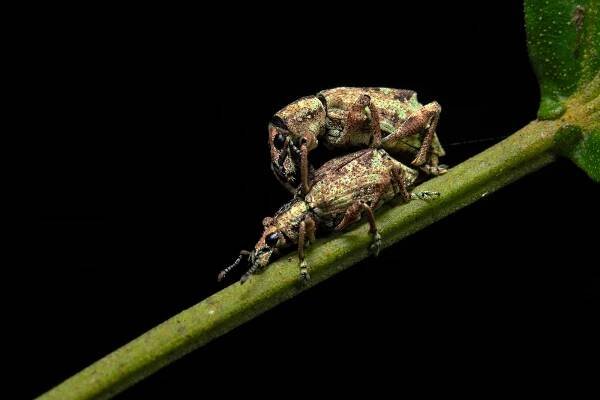 Curculionoidea