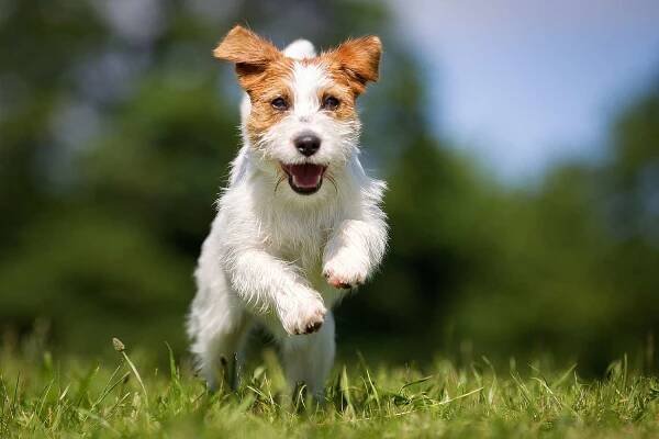 Jack Russell teriér pes venku na trávě — Stock obrázek