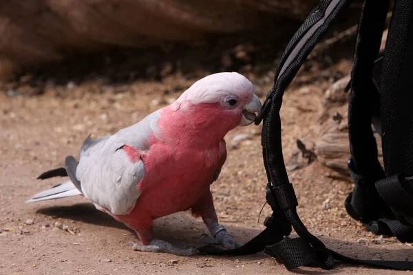 Kakadu (Cacatuidae)