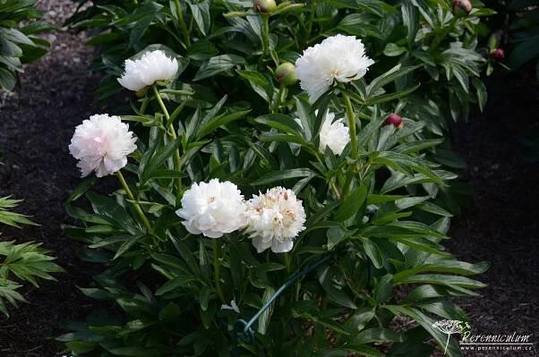 Paeonia officinalis - Perenniculum
